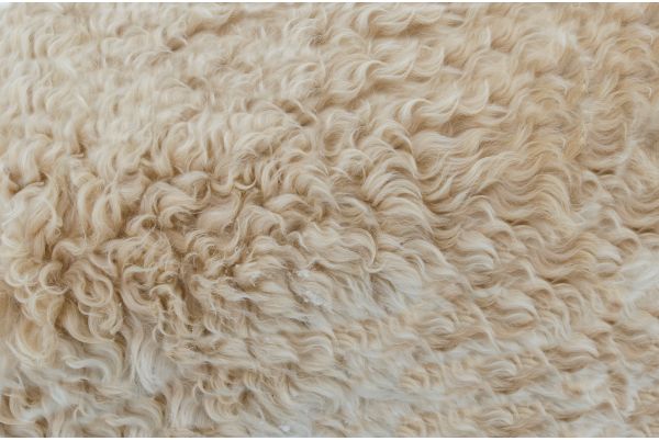 Todo sobre la lana de alpaca, consejos y curiosidades sobre la lana de  alpaca